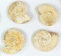 Lot: Perisphinctes Ammonite Fossils - Pieces #77171-2